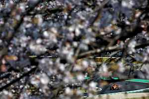 Oscar Piastri war im 2. Training auf dem Suzuka-Rundkurs der Schnellste