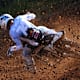 Offiziell: Nestaan Husqvarna bleibt Factory-Team, Kay de Wolf verlängert