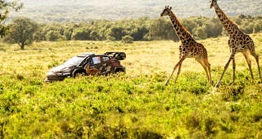 Toyota-Pilot Takamoto Katsuta im Sprintduell gegen zwei Giraffen 