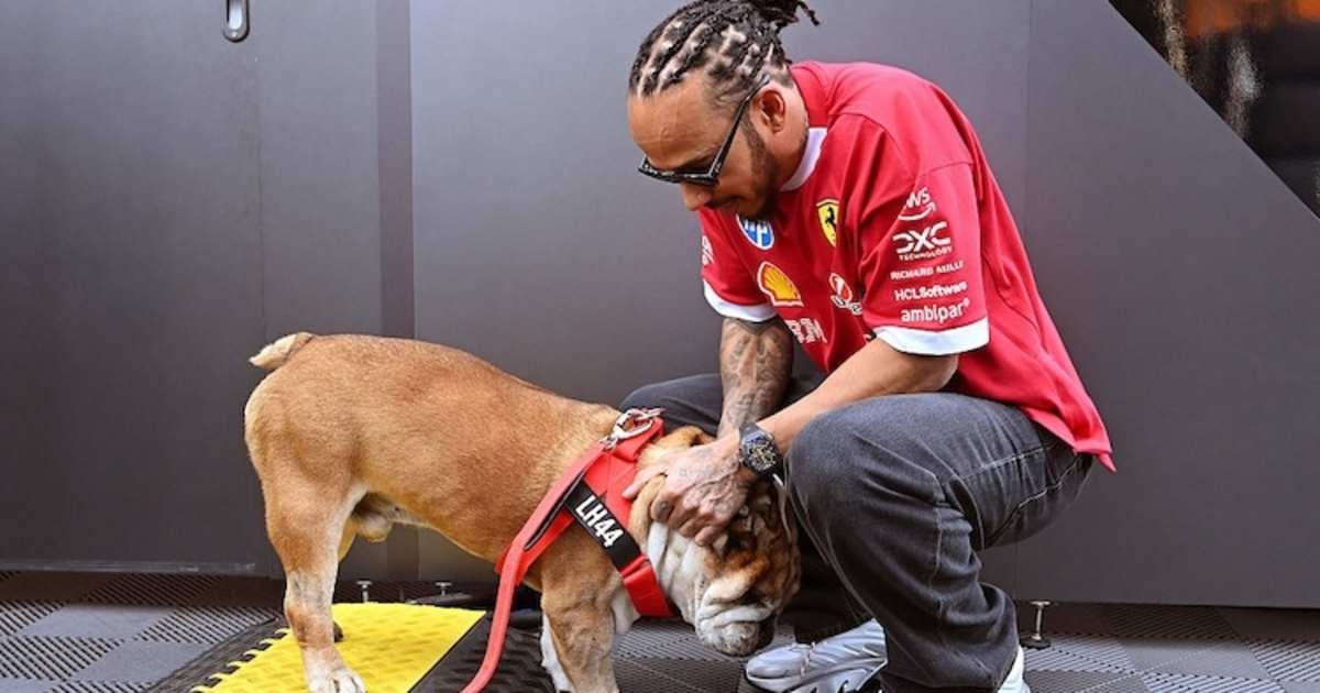 Lewis Hamilton trauert um seinen Hund Roscoe - Formel 1 - SPEEDWEEK.com