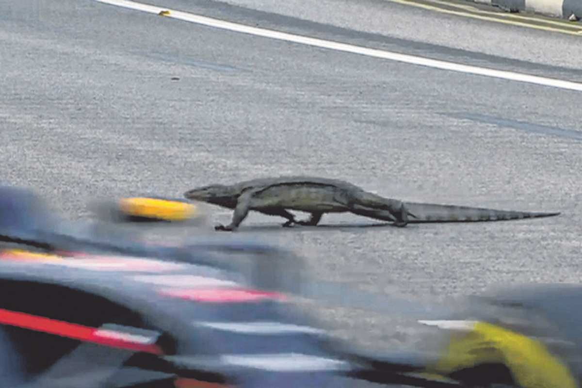 Max Verstappen traf in SIngapur diese Echse