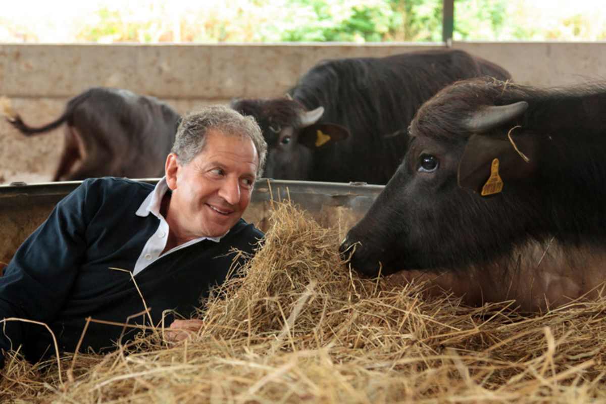 Keine Berührungsängste: Jody Scheckter und seine Wasserbüffel