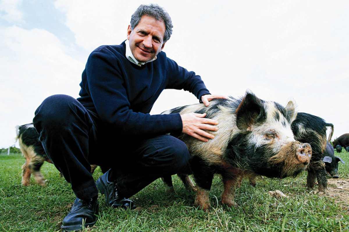 Neben Wasserbüffeln gibt es auf der  Laverstoke-Park-Farm auch Schweine, Kühe, Schafe und Hühner