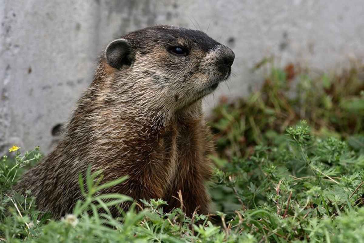 Ein Murmeltier hält nach der Formel 1 Ausschau