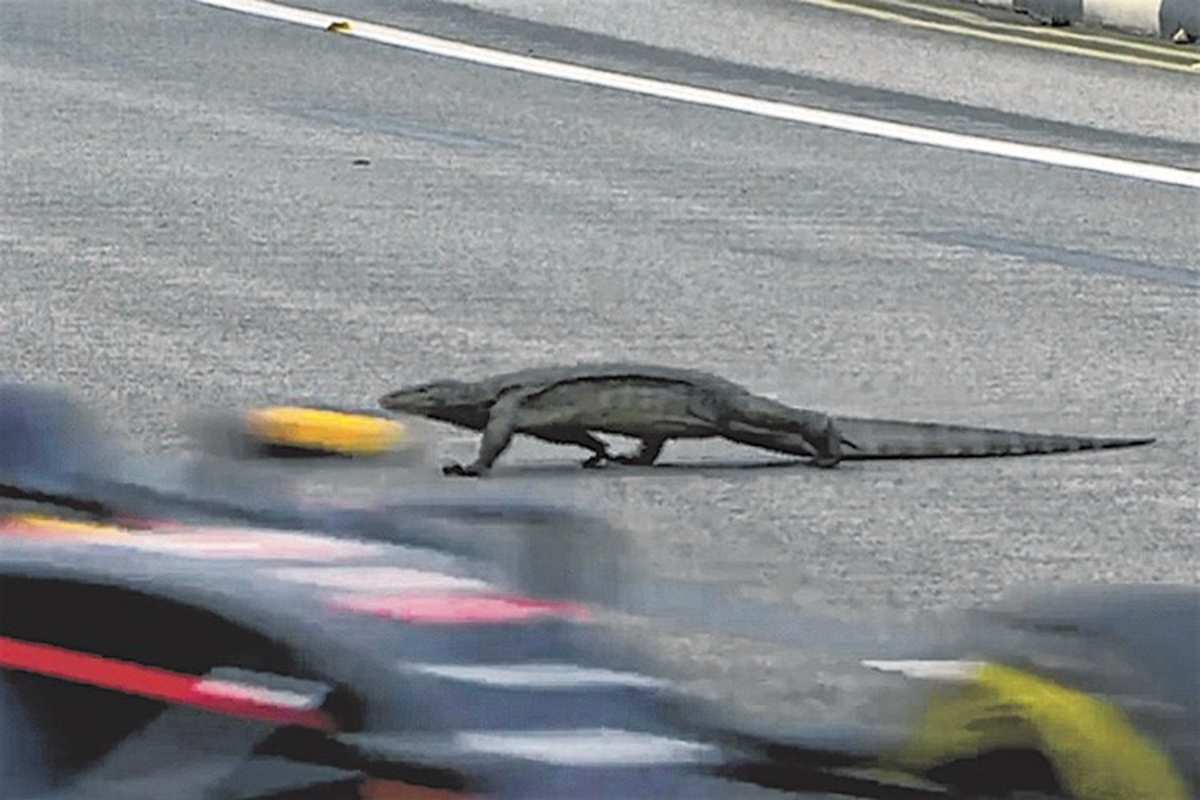 Max Verstappen begegnete in Singapur dieser Echse