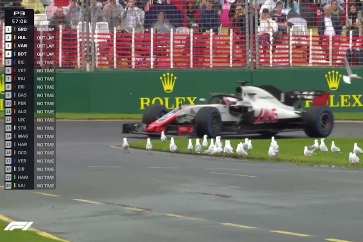 Auch Möwen sind ständige Besucher