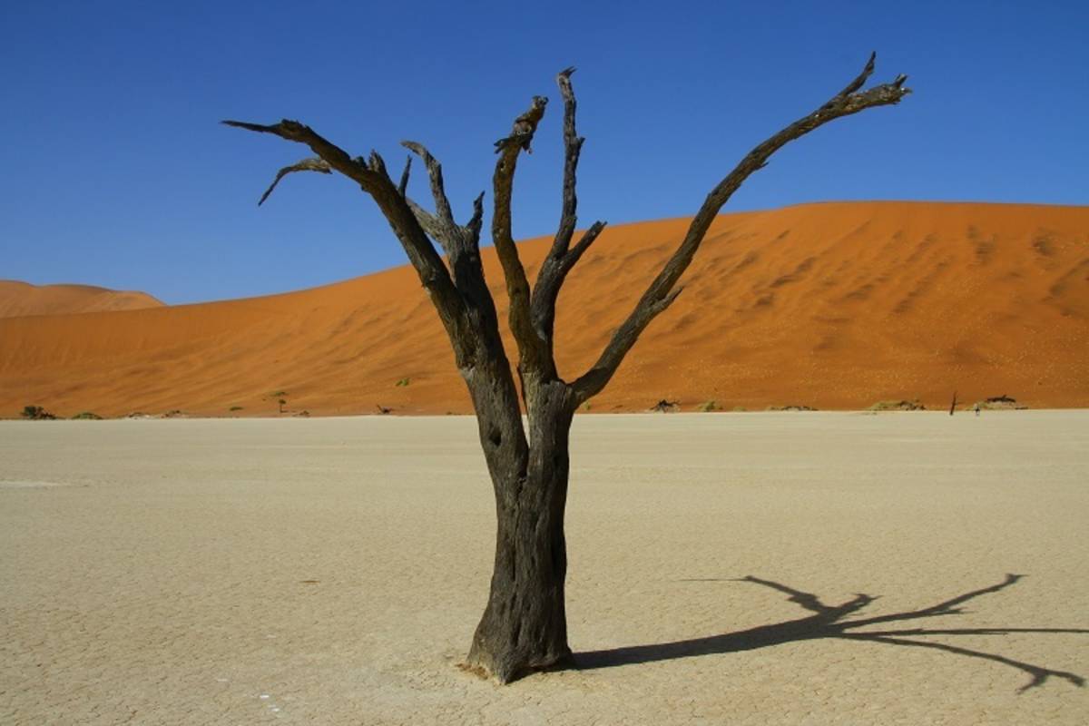 Unberührte Natur in der Kalahari-Wüste 