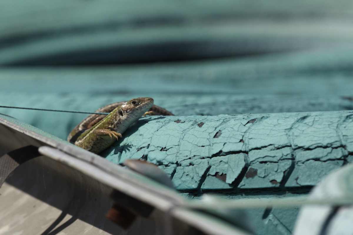 Der Echse macht die Hitze von Ungarn wenig aus