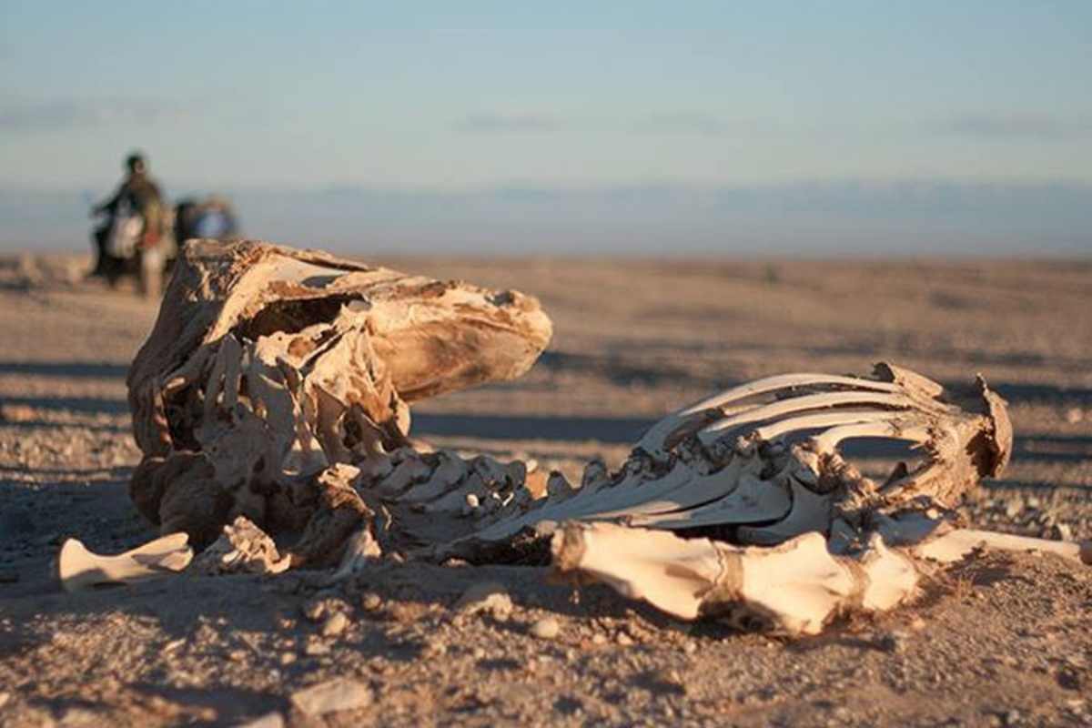 So wollten die Globetrotter nicht enden