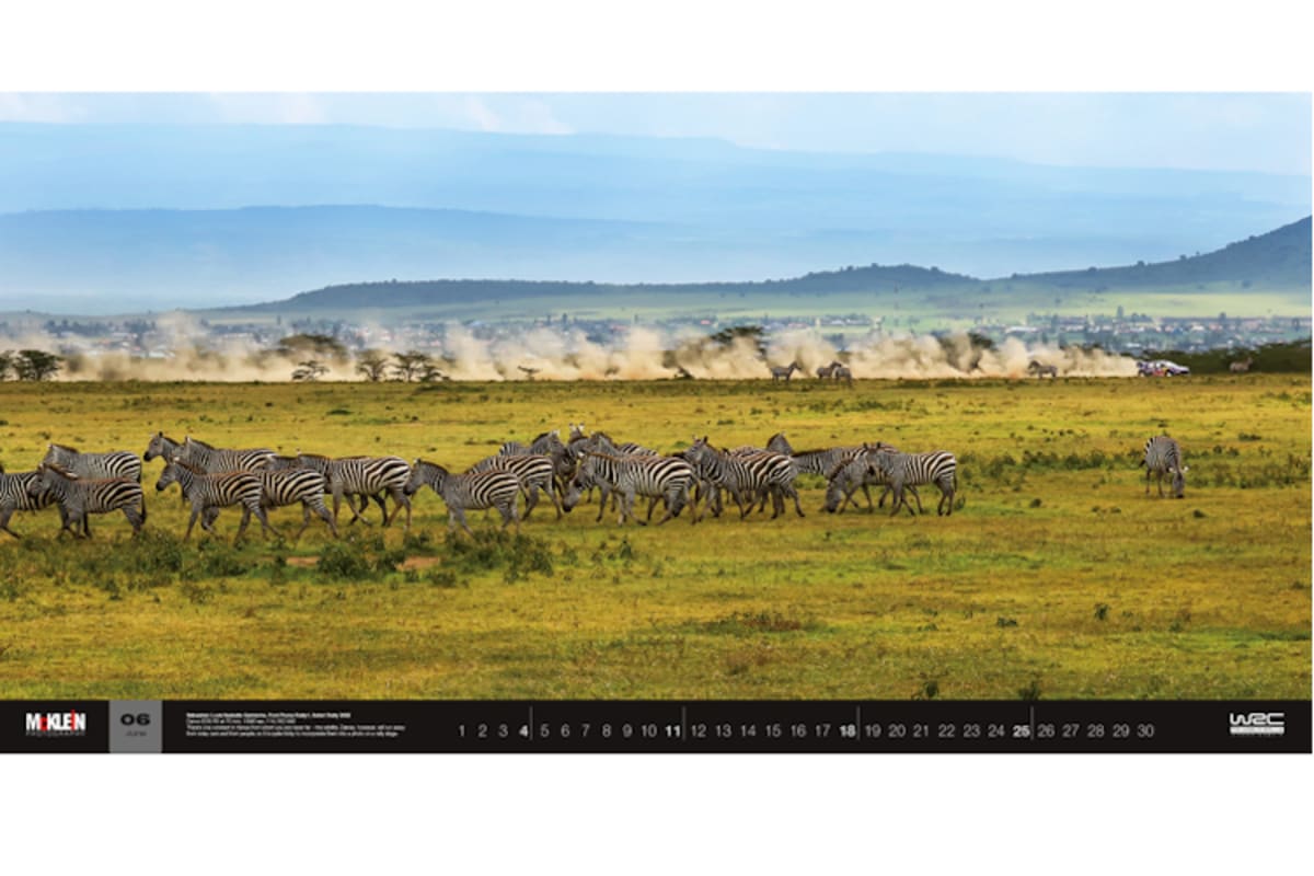 Die Zebras sind von Sébastien Loebs Fahrkünsten nur mässig beeindruckt
