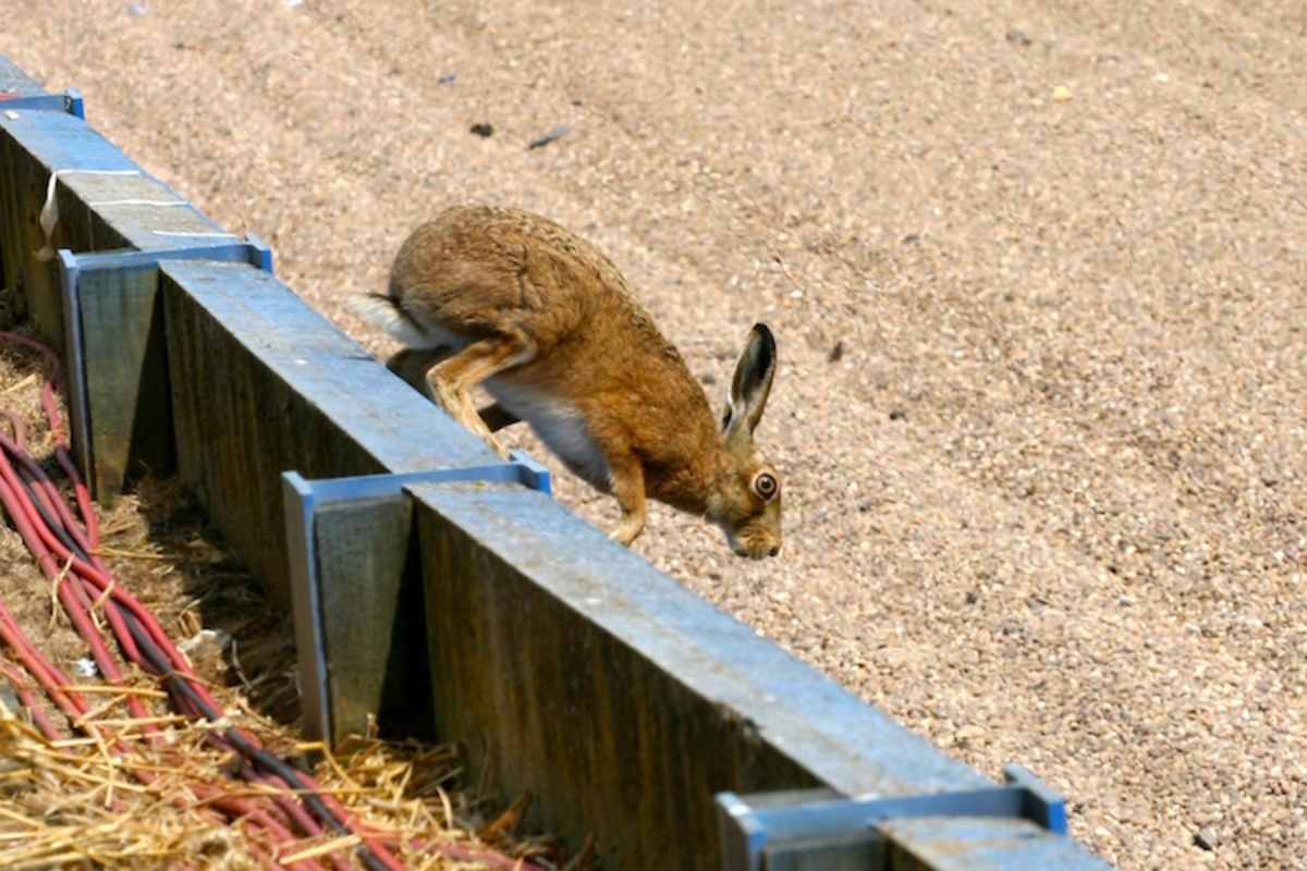In der Formel 1 gibt es nicht nur Haas, sondern auch Hasen