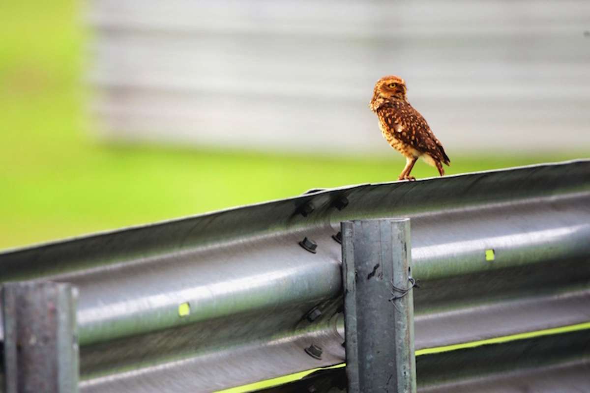Ein Kauz in Interlagos