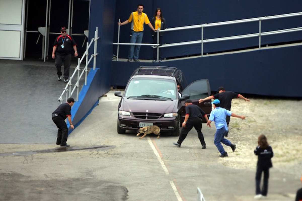 Auf Hunderjagd in Brasilien