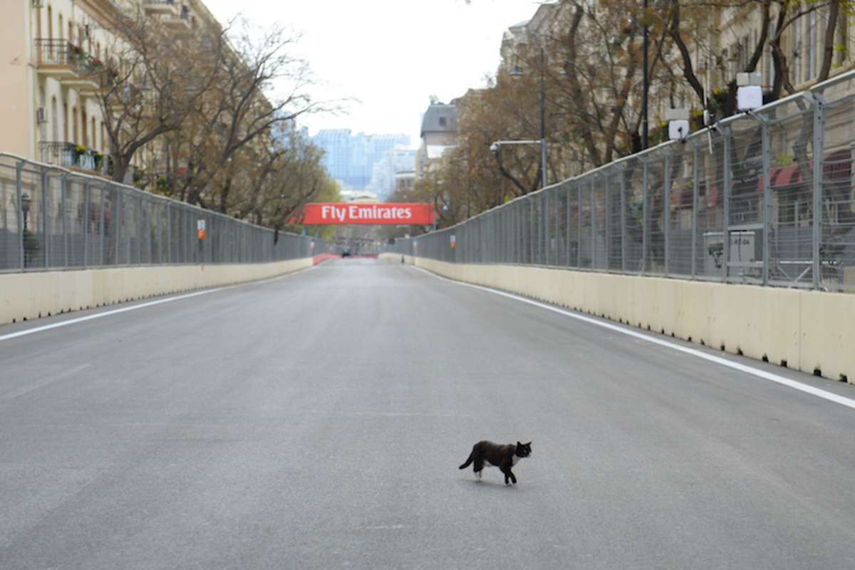 In Baku leben unzählige Katzen