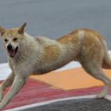 Weil dieser Hund am Freitag im MotoGP-FP1 die Strecke besichtigte, wurde abgebrochen