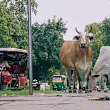 Manche Verkehrsteilnehmer sind für uns Europäer nicht gerade alltäglich
