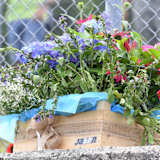 Eine Blumenkiste für Jason Dupasquier