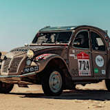 Seltenes Wüstentier: Eine Ente