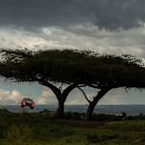 Einer der Höhepunkte der Rallye-Weltmeisterschaft 2025: Die Rallye Kenia aka Safari-Rallye