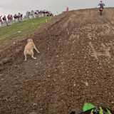 Vor dem Bike von Jeremy Seewer rennt ein Hund