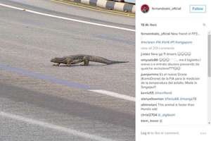 Fernando Alonso twitterte vom Waran