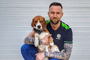 Beagle-Dame Kimi muss nächste Woche auf Herrchen Juliian Trummer verzichten