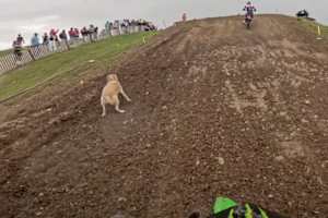 Vor dem Bike von Jeremy Seewer rennt ein Hund