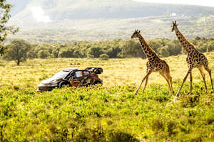 Toyota-Pilot Takamoto Katsuta im Sprintduell gegen zwei Giraffen 