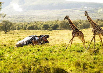 Toyota-Pilot Takamoto Katsuta im Sprintduell gegen zwei Giraffen 