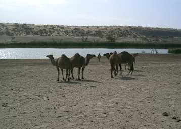 Dromedare wohin das Auge reicht.
