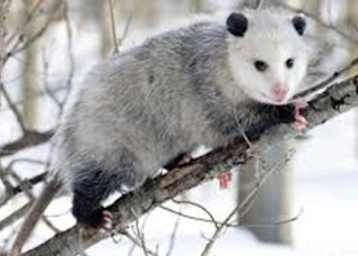 So sieht ein Opossum aus