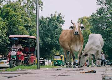 Manche Verkehrsteilnehmer sind für uns Europäer nicht gerade alltäglich