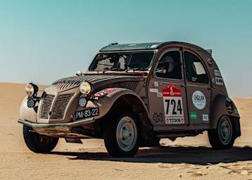 Seltenes Wüstentier: Eine Ente