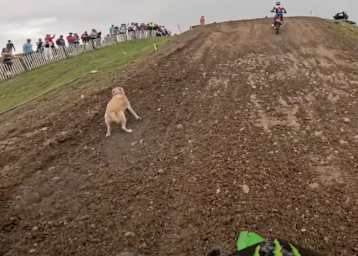 Vor dem Bike von Jeremy Seewer rennt ein Hund