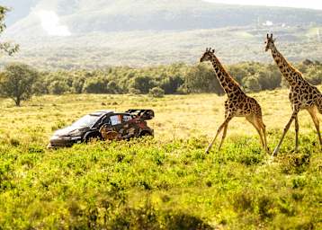 Toyota-Pilot Takamoto Katsuta im Sprintduell gegen zwei Giraffen 