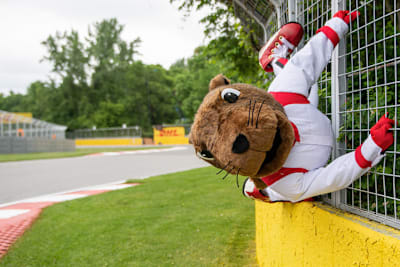Das Murmeltier (marmotte) ist offizielles GP-Maskottchen in Montreal
