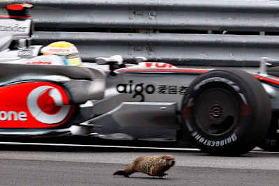 Lewis Hamilton trifft ein Murmeltier