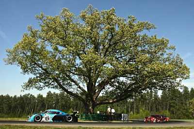 Da lebte sie noch: Die bekannteste Eiche des Motorsports