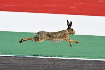 Ein italienischer Hase auf der Flucht