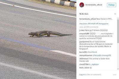 Fernando Alonso twitterte vom Waran