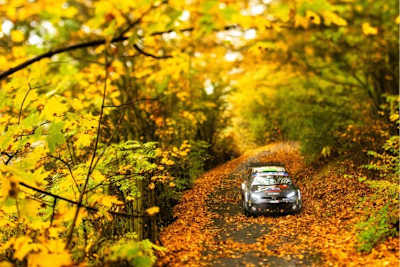 Laubsauger: Der lange in der WM führende Elfyn Evans will die Titelentscheidung mit einem guten Ergebnis offen haltent