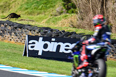 Auch Fabio Quartararo lief am Freitag ein Wallaby über. den Weg