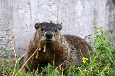 Eines der vielen Murmeltiere in Montreal