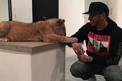 Lewis Hamilton mit Löwe Ayrton 