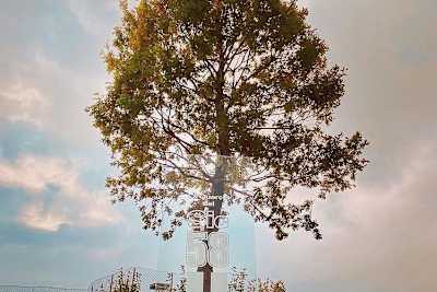 «La quercia del Sic», eine Eiche für Sic