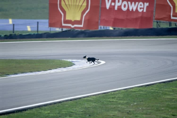 Achtung, Gefahr: ein Hund auf der Ideallinie.