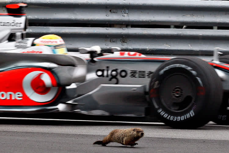 Lewis Hamilton weicht einem Inselbewohner aus