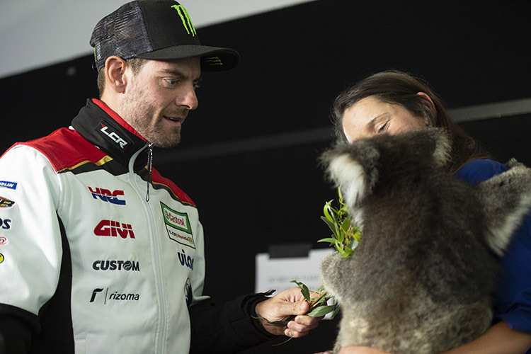 Cal Crutchlow heute auf Phillip Island beim Füttern eines Koalas