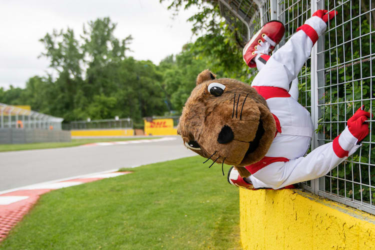 Das Murmeltier (marmotte) ist offizielles GP-Maskottchen in Montreal