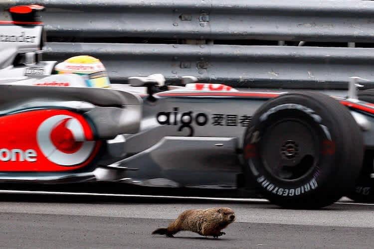 Lewis Hamilton trifft ein Murmeltier